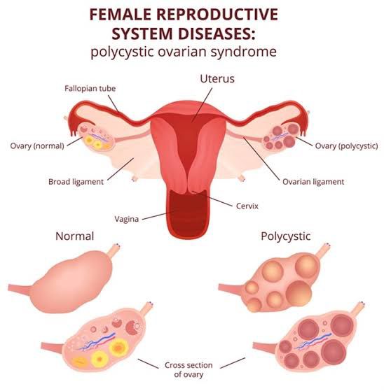 Femal reproductive system